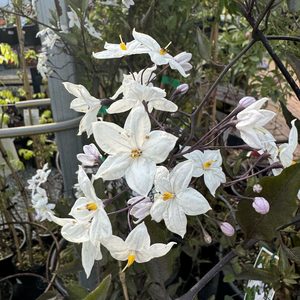 Products: Solanum jasminoides Grandiflora- Potato vine