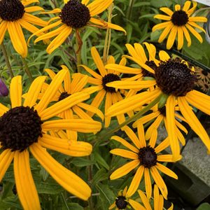 Rudbeckia ‘Little Gold Star’ 14cm