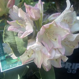 Rhododendron ‘Kings Milkmaid’