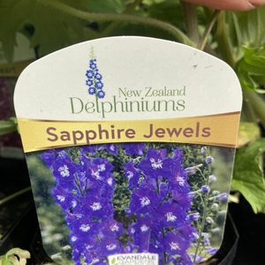 Products: Delphinium ‘Sapphire Jewels’ 1L