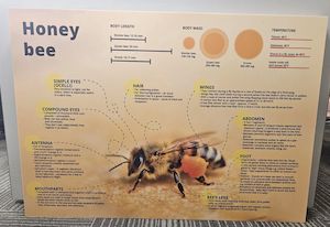 Educational Boards XXL