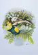 Huia Reflection