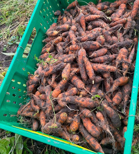 Products: Carrots (loose) Macas Green Fam