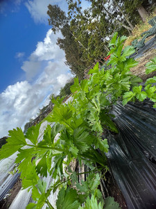 Products: Celery Macas Green Fam