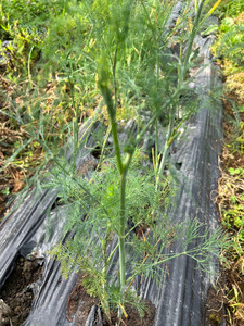 Products: Dill Macas Green Fam