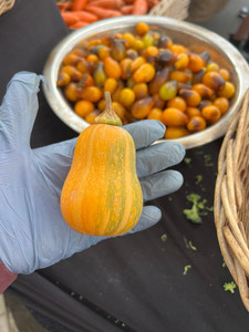 Products: Honeynut Pumpkin (small) Macas Green Fam