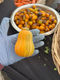 Honeynut Pumpkin (small) Macas Green Fam
