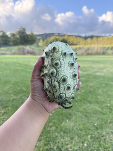 Products: Kiwano (Horned Melon) Macas Green Fam