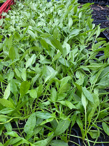 Products: Baby Spinach Macas Green Fam
