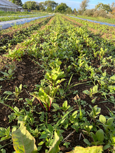 Products: Beetroot Macas Green Fam