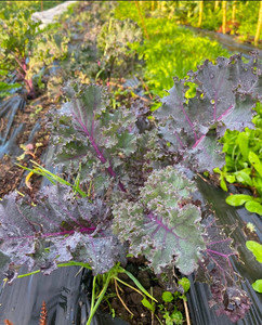 Products: Curly Kale (purple) Macas Green Fam