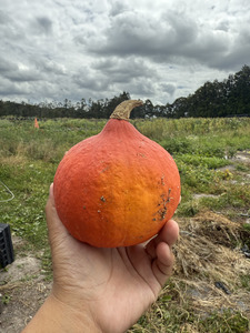 Products: Red Kuri Squash Macas Green Fam