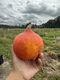 Red Kuri Squash Macas Green Fam