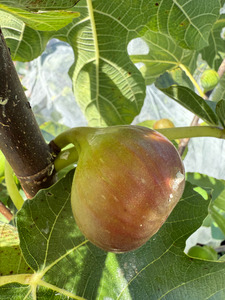 Products: Figs Macas Green Fam