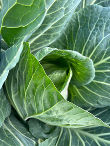 Products: Green Cabbage Macas Green Fam