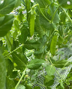 Products: Snow Peas Macas Green Fam