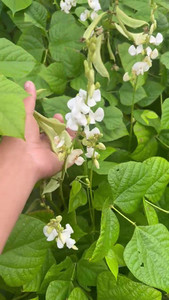 Products: Hyacinth Beans (purple/silvermoon) Macas Green Fam