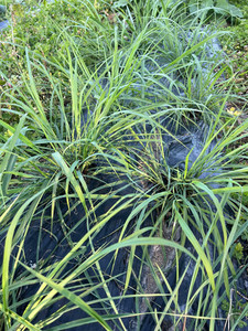 Products: Lemon Grass Macas Green Fam