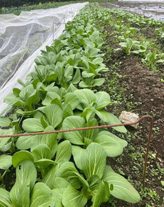 Products: Pak Choi Macas Green Fam