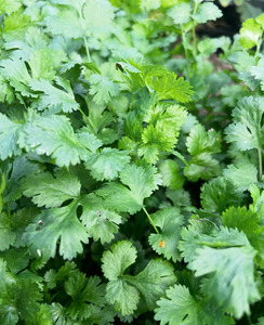 Products: Coriander Macas Green Fam