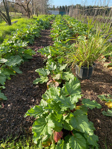 Products: Rhubarb Macas Green Fam