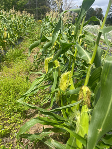 Products: Sweet Corn Macas Green Fam