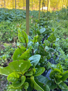 Products: Malabar Spinach Macas Green Fam