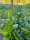 Malabar Spinach Macas Green Fam