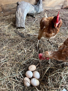 Products: Free Range Eggs (Organic) Macas Green Fam