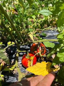Products: Beefsteak Tomatoes (Outdoor grown - small) Macas Green Fam