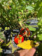 Beefsteak Tomatoes (Outdoor grown - small) Macas Green Fam