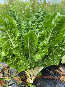 Products: Silverbeet Macas Green Fam