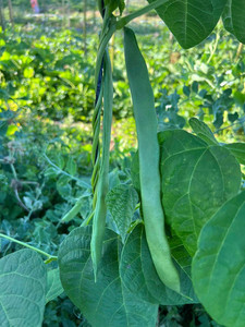 Products: Stringless Beans (Flat beans) Macas Green Fam