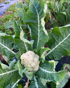 Products: Cauliflower (white) Macas Green Fam