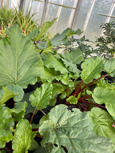 Products: Rhubarb - seedlings Macas Green Fam