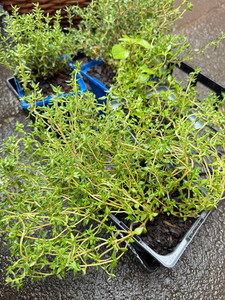 Products: Thyme Macas Green Fam