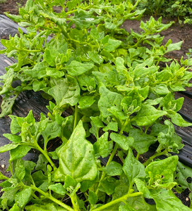 Products: NZ Spinach Macas Green Fam