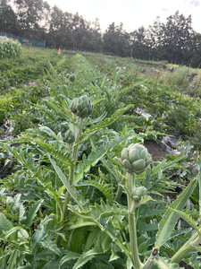 Products: Globe Artichokes Macas Green Fam