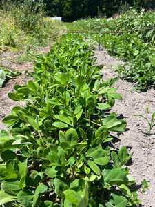 Products: Fresh Peanuts Macas Green Fam