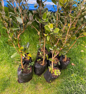 Feijoa seedling (3 y/o) Macas Green Fam