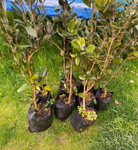 Products: Feijoa seedling (3 y/o) Macas Green Fam