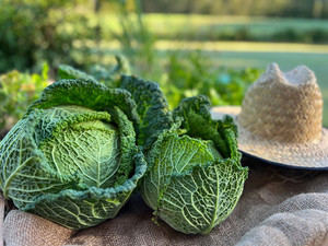 Savoy Cabbage Macas Green Fam