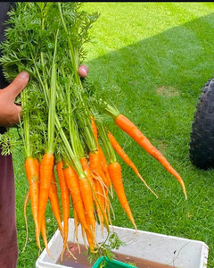 Baby Carrots with leaves Macas Green Fam