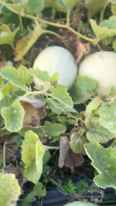 Honey Dew (Winter Melon - small) Macas Green Fam