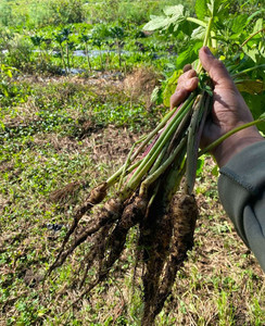 Products: Parsnip Macas Green Fam