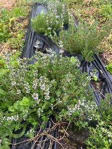 Thyme Macas Green Fam