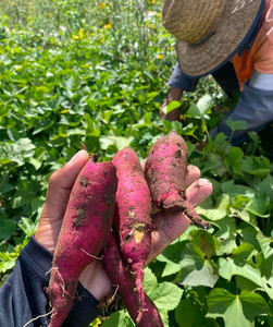 Products: Kumara Macas Green Fam