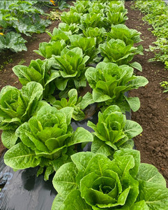 Products: Cos Lettuce Macas Green Fam
