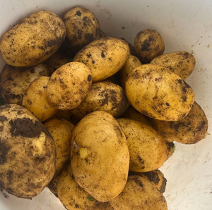 Products: Agria Potatoes Macas Green Fam