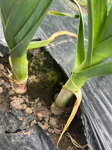 Products: Leek Macas Green Fam